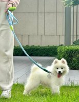 2026年1月1日起遛狗不拴绳违法