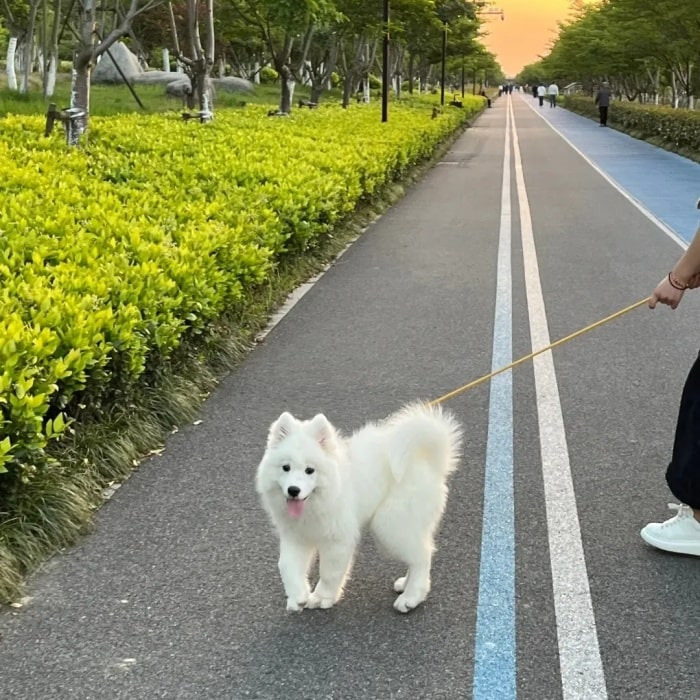 2026年1月1日起遛狗不拴绳违法