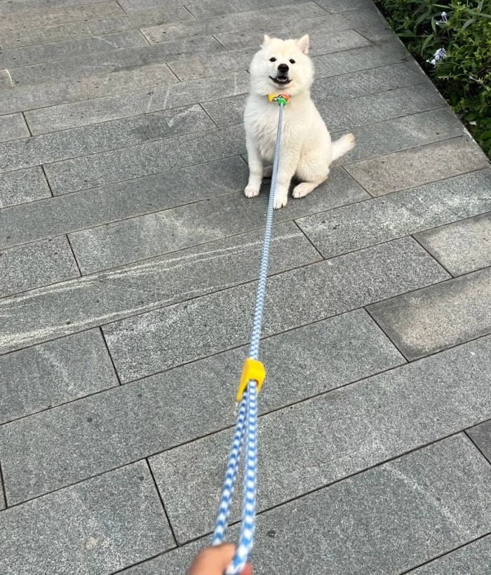 2026年1月1日起遛狗不拴绳违法