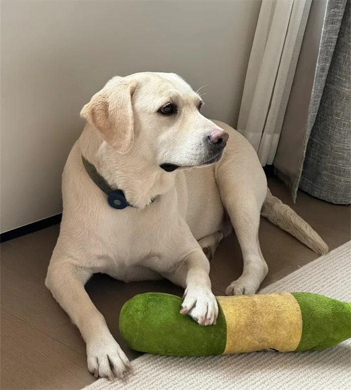 公认“无攻击性”的十种狗,小孩家庭也能养!