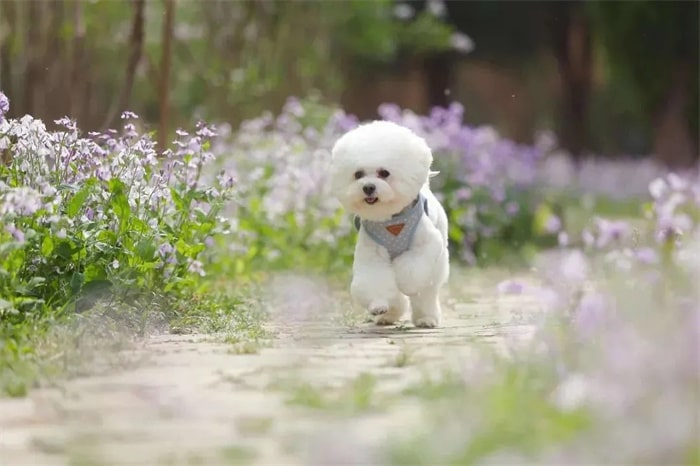 公认“无攻击性”的十种狗,小孩家庭也能养!