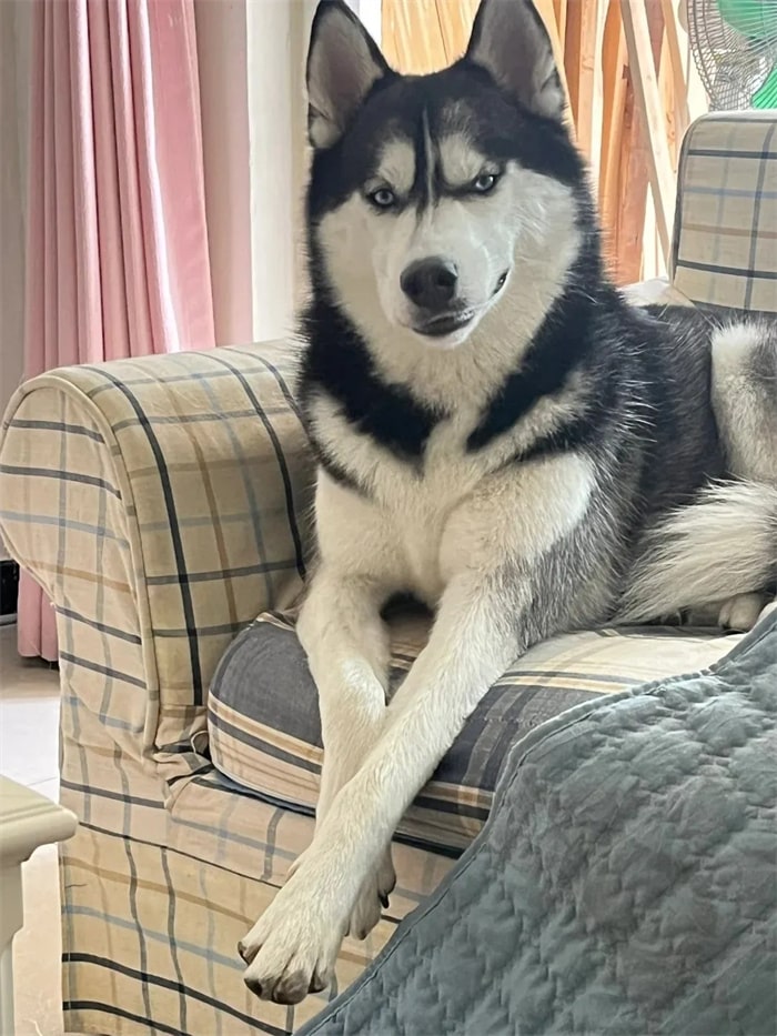 公认“无攻击性”的十种狗,小孩家庭也能养!