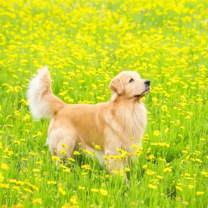 公认“无攻击性”的十种狗,小孩家庭也能养!