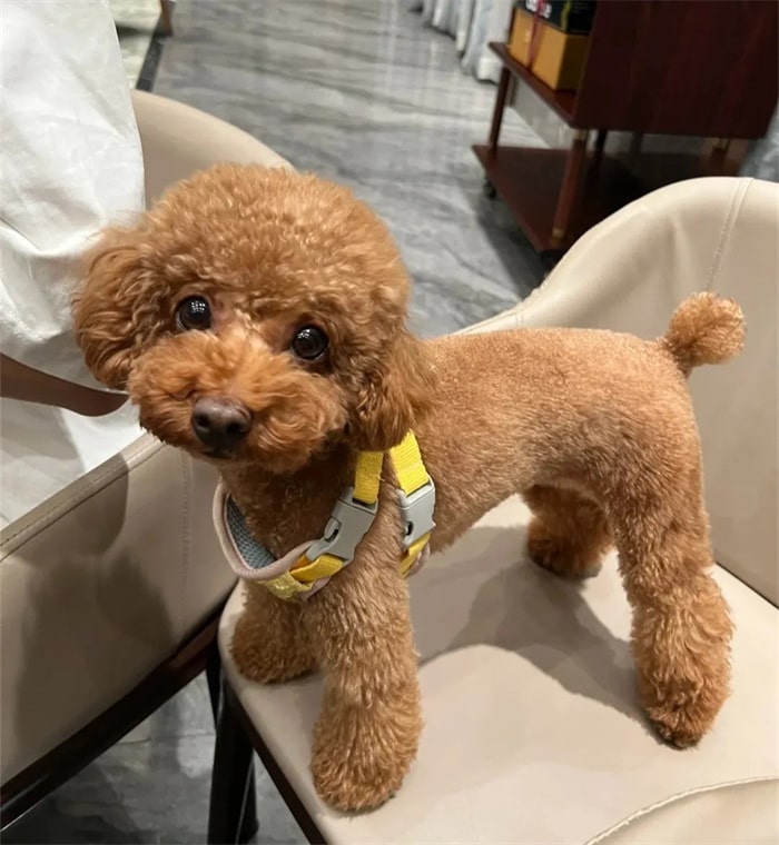 公认“无攻击性”的十种狗,小孩家庭也能养!