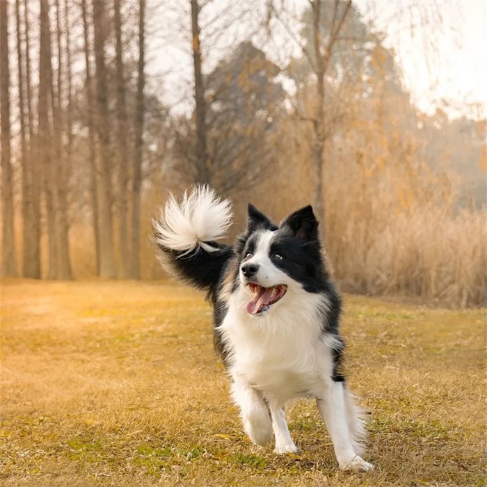 公认“无攻击性”的十种狗,小孩家庭也能养!