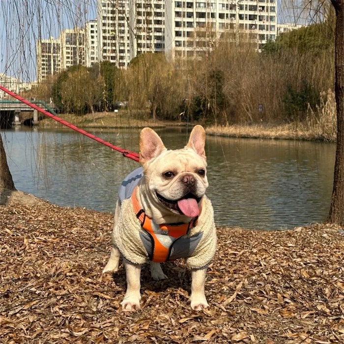 公认“无攻击性”的十种狗,小孩家庭也能养!