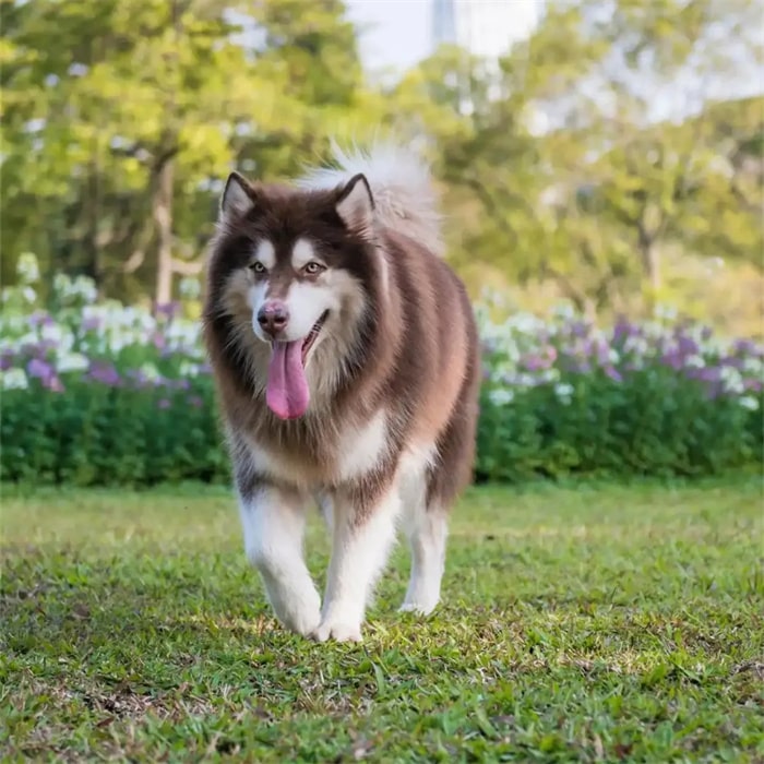 公认“无攻击性”的十种狗,小孩家庭也能养!