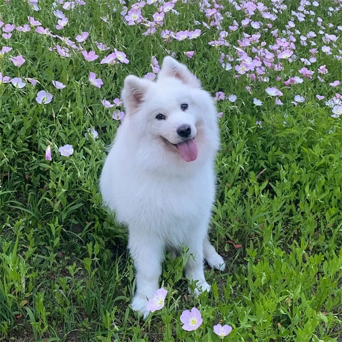 公认“无攻击性”的十种狗,小孩家庭也能养!