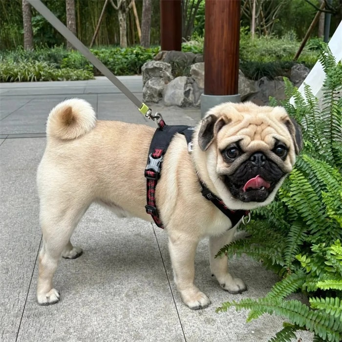 公认“无攻击性”的十种狗,小孩家庭也能养!