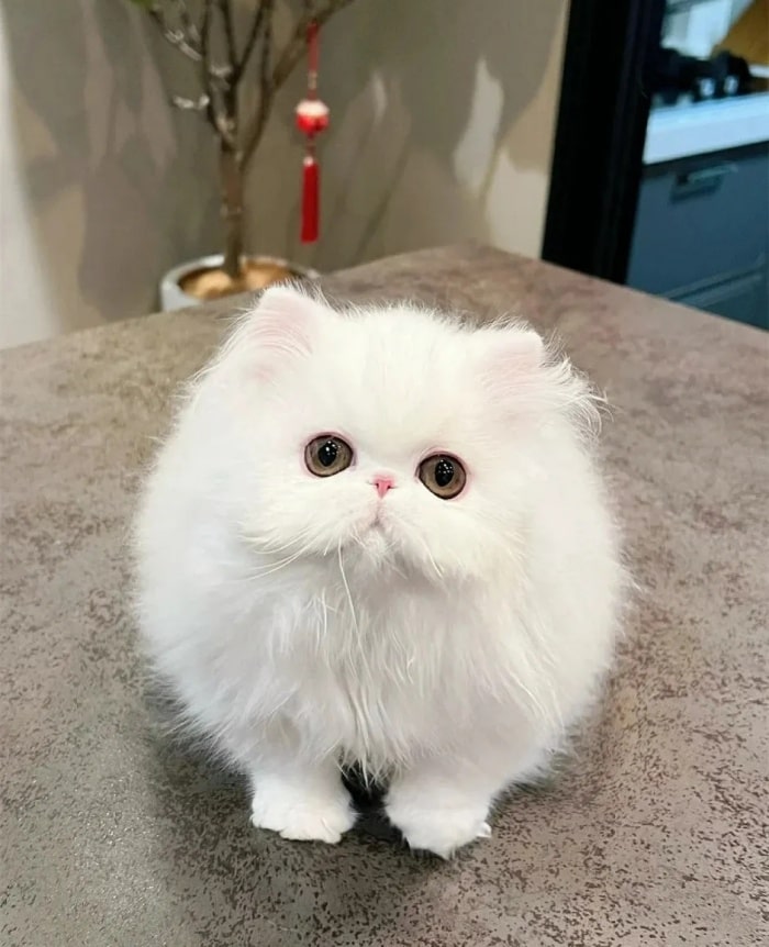 公认“最漂亮”的9种猫,第一名实至名归