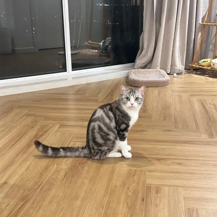 公认“最漂亮”的9种猫,第一名实至名归