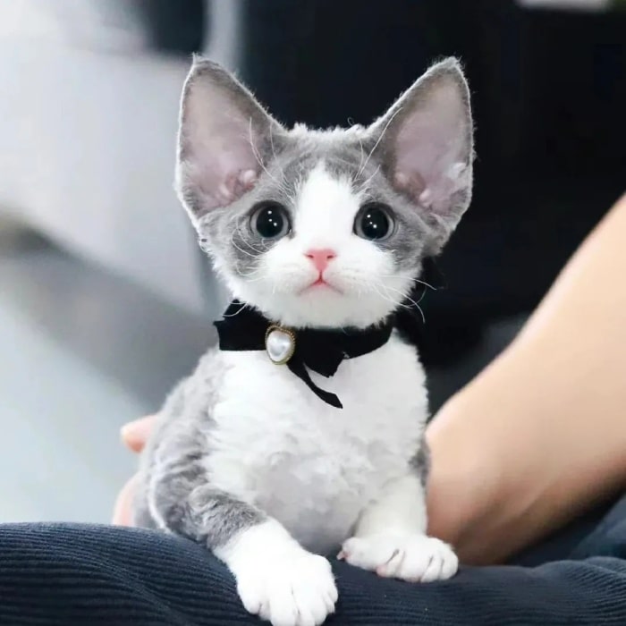 公认“最漂亮”的9种猫,第一名实至名归