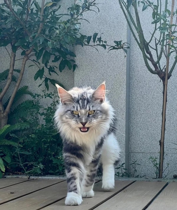 公认“最漂亮”的9种猫,第一名实至名归