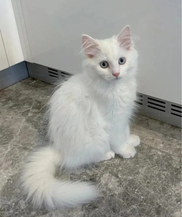 公认“最漂亮”的9种猫,第一名实至名归