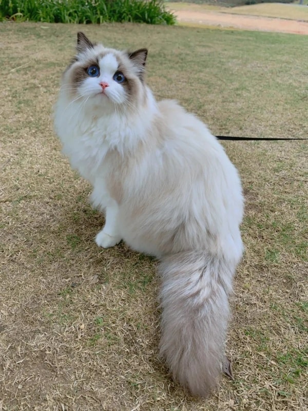 公认“最漂亮”的9种猫,第一名实至名归