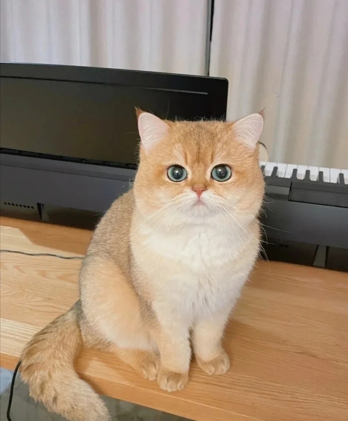 公认“最漂亮”的9种猫,第一名实至名归