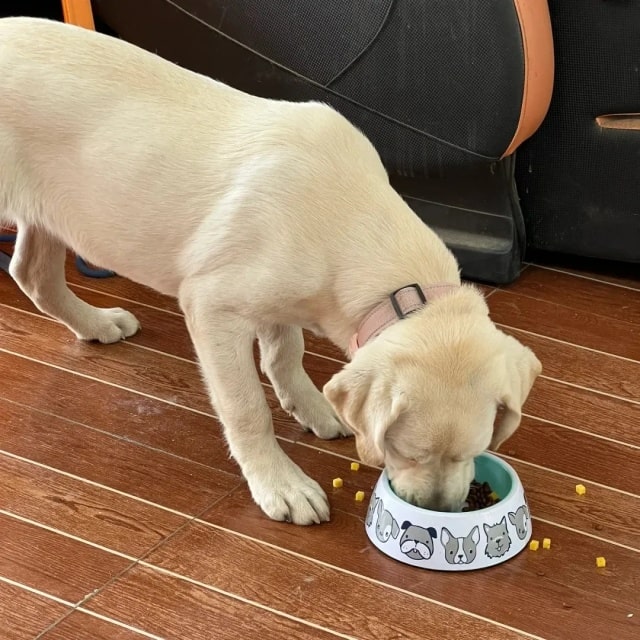 冬季来临,如何科学地护理你的拉布拉多犬?