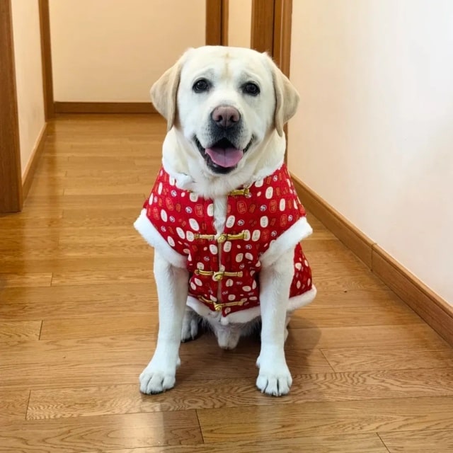 冬季来临,如何科学地护理你的拉布拉多犬?