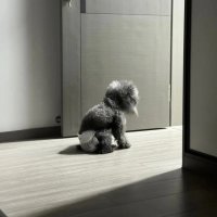 狗狗“变老”的几个征兆，很多主人没注意到!