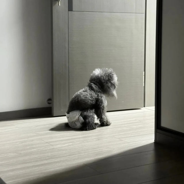 狗狗“变老”的几个征兆,很多主人没注意到!