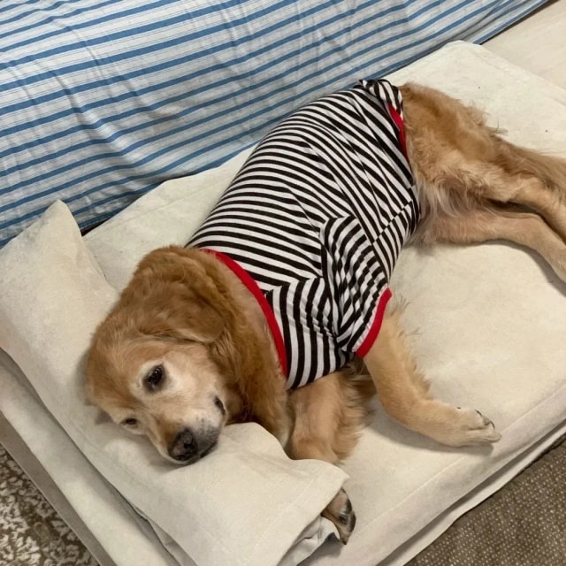 狗狗“变老”的几个征兆,很多主人没注意到!