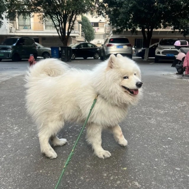 狗狗“变老”的几个征兆,很多主人没注意到!