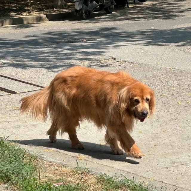 狗狗“变老”的几个征兆,很多主人没注意到!