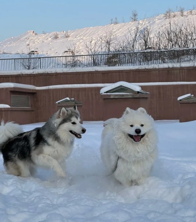 天冷了，狗狗需不需要穿衣服？