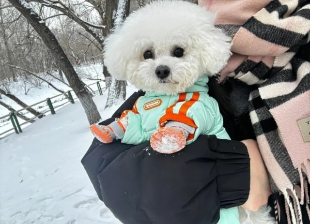 天冷了，狗狗需不需要穿衣服？