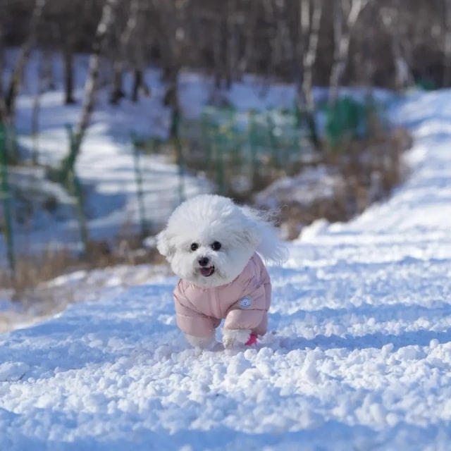 天冷了，狗狗需不需要穿衣服？