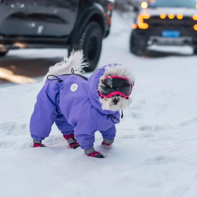 天冷了，狗狗需不需要穿衣服？