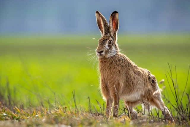 野兔的生活习性