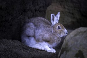 野兔的生活习性