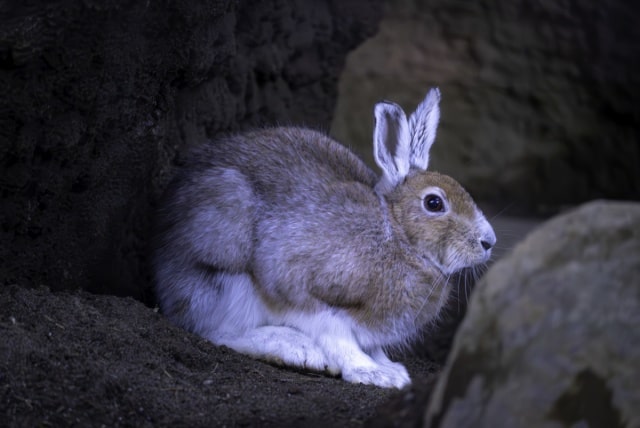 野兔的生活习性