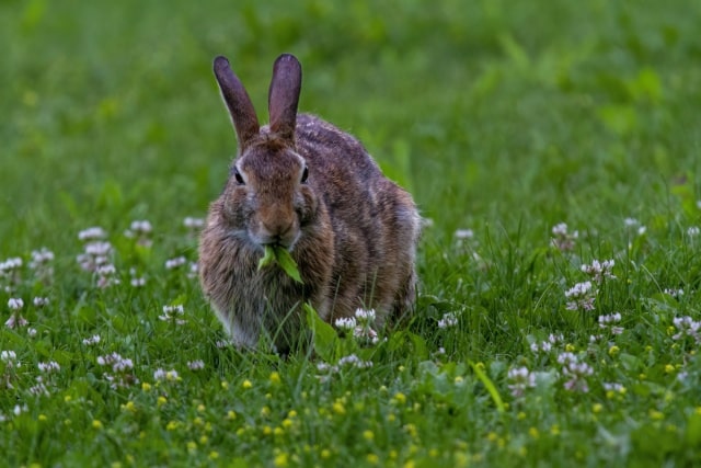 野兔的生活习性