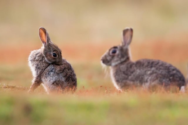 野兔的生活习性