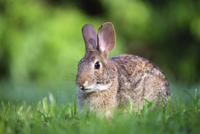 野兔的生活习性