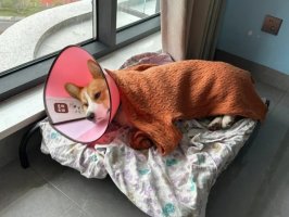 狗狗有必要绝育吗？不绝育有什么危害？