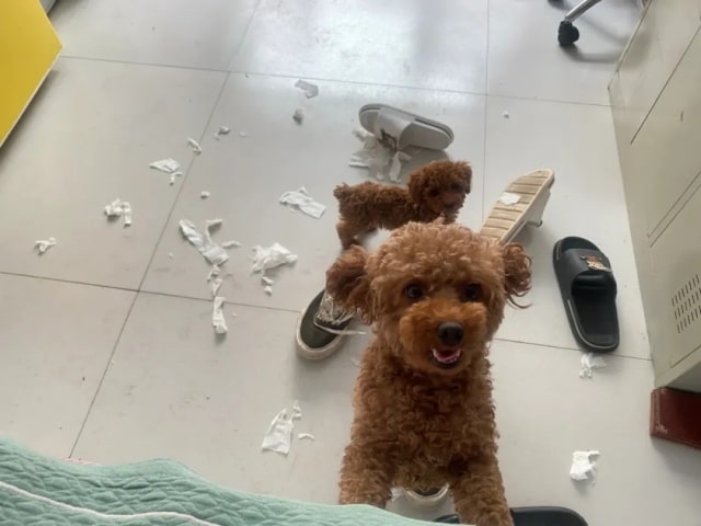 狗狗有必要绝育吗?不绝育有什么危害?