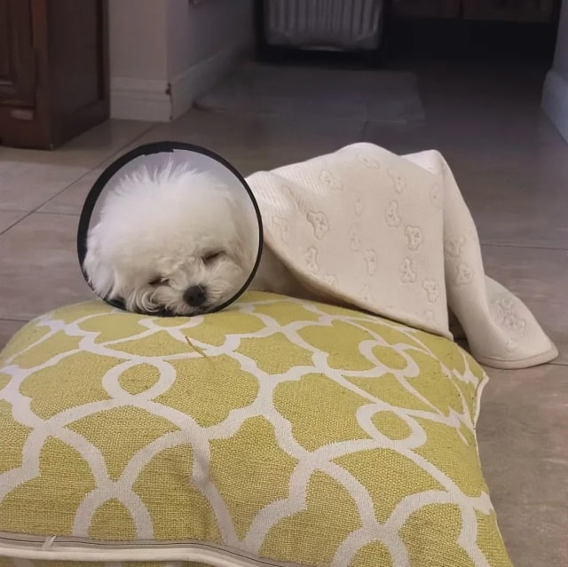 狗狗有必要绝育吗?不绝育有什么危害?