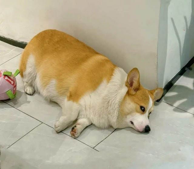 狗狗有必要绝育吗?不绝育有什么危害?