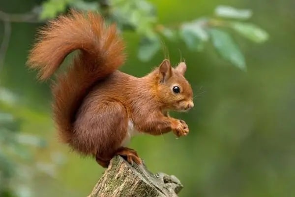 松鼠生活习性——森林中的小精灵