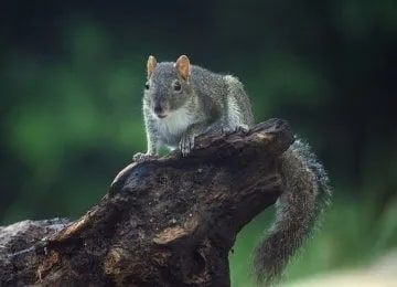 松鼠生活习性——森林中的小精灵