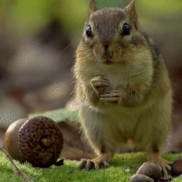 松鼠生活习性——森林中的小精灵