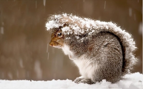 松鼠生活习性——森林中的小精灵