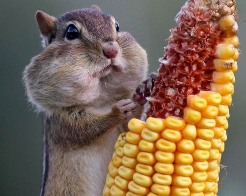 松鼠生活习性——森林中的小精灵