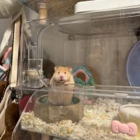 仓鼠品种大揭秘！6 款萌宠总有一款合你心意