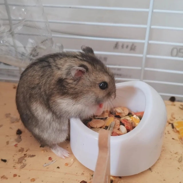 仓鼠品种大揭秘！6 款萌宠总有一款合你心意