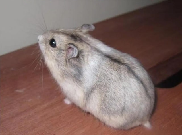 仓鼠品种大揭秘！6 款萌宠总有一款合你心意