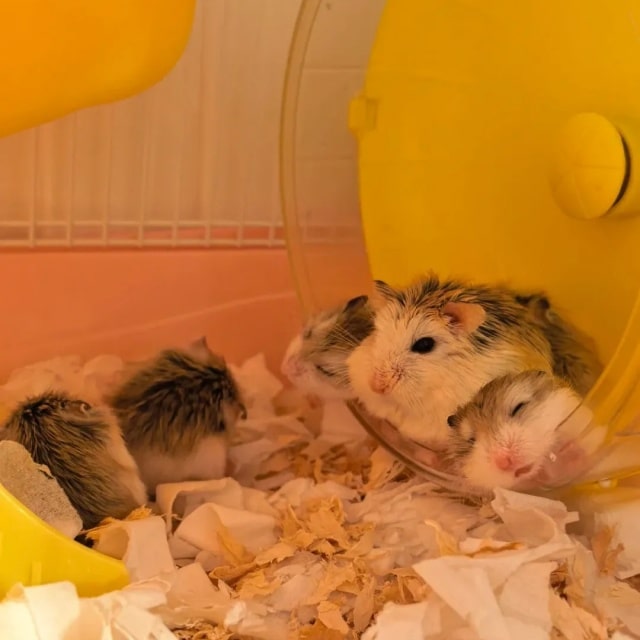 仓鼠品种大揭秘！6 款萌宠总有一款合你心意